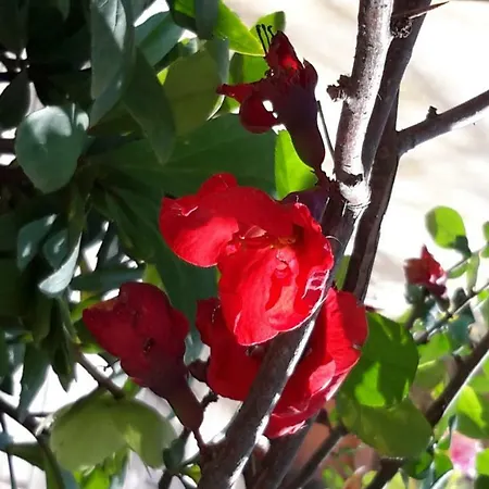 Om'sleeping 3* Laudun