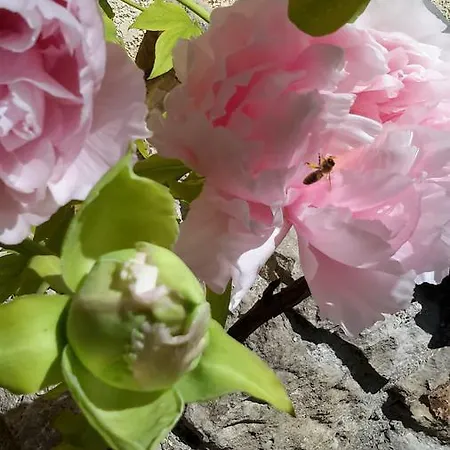 فندق مبيت وإفطار Om'sleeping